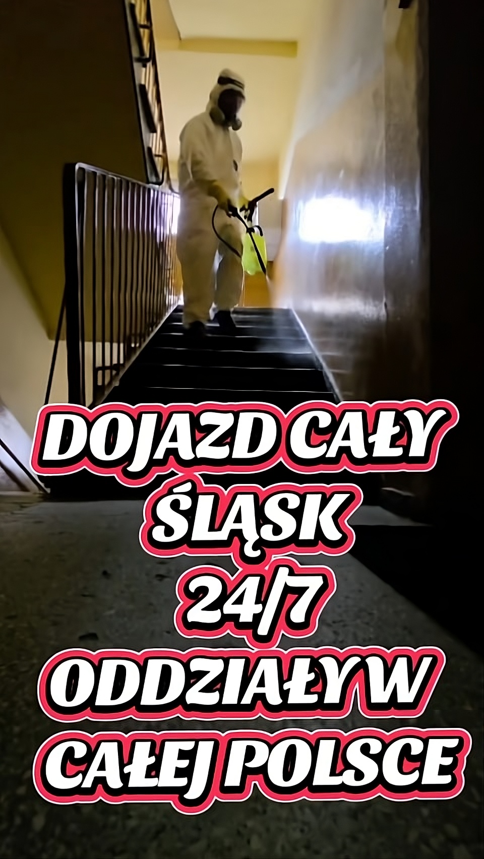 pan-pluskwa-slask-pluskwa-domowa-materac-tychy